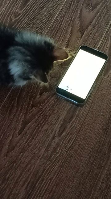 Котенок и мышь смотреть онлайн