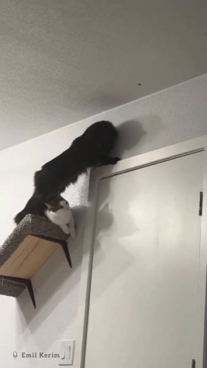 Коты и чёрная точка