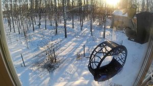 Синицы и снегири делят кормушки