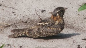 Звук природы. Пение птицы Козодой обыкновенный на опушке леса