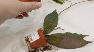 Хойя Клеменсиорум шорт Лив и  Ваймании Капуас. Зимняя распаковка.