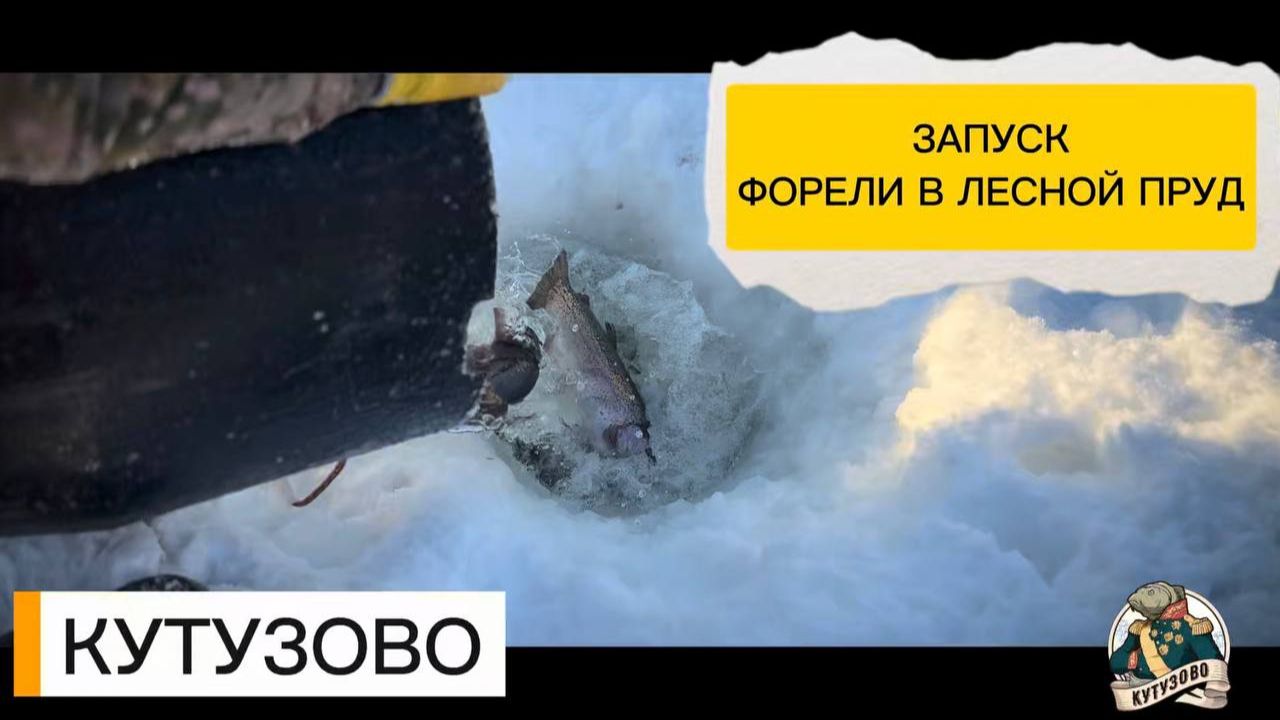 Запуск форели на лесном пруду