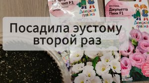 Эустома дубль 2