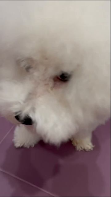 До крови за 5 минут: Как химия калечит наших собак смотреть онлайн