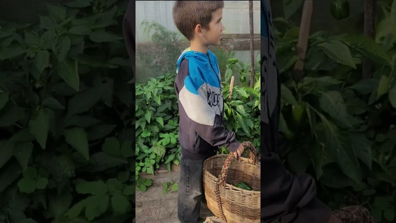 Наш урожай "огурцов и баклажан" в октябре! Сбор урожая. #дача #деревня #огород #парник