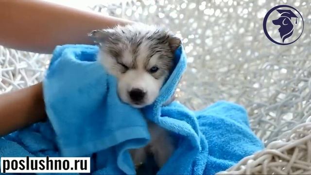 Передержка собак. Зоогостиница без клеток. Кинолог Игорь Алтайский.