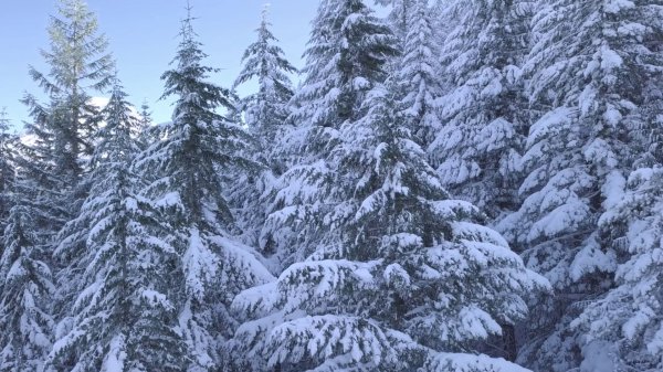 aborigines - One more time