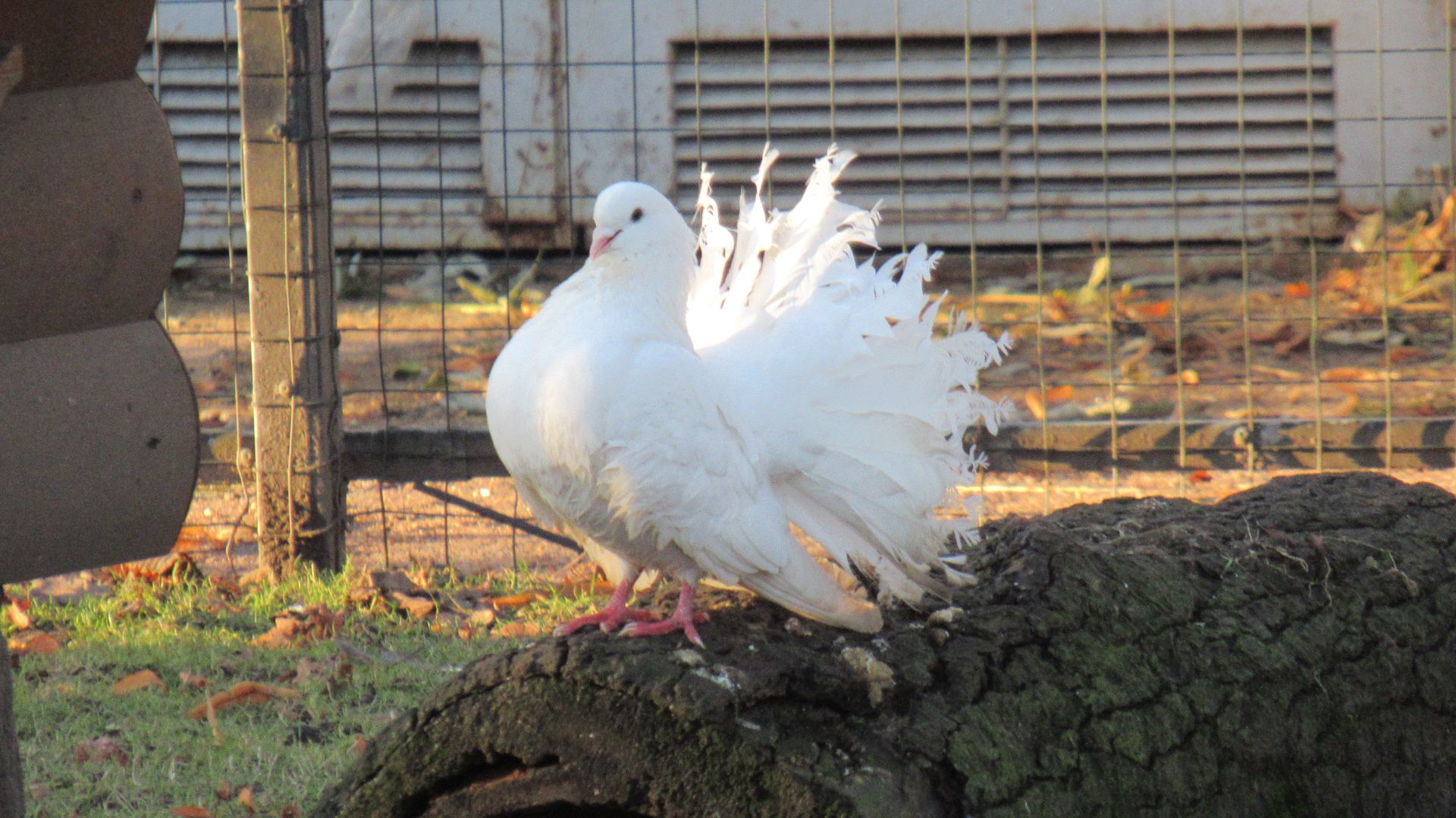 Голуби-павлины. Токование голубей-павлинов смотреть онлайн