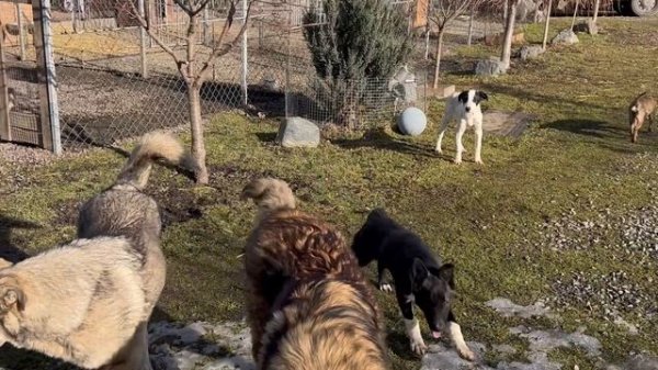 Собака Марта провоцирует конфликт