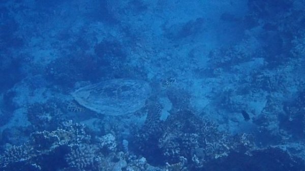 черепаха напротив Royal Brayka