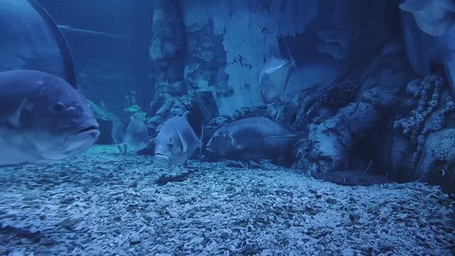 Малабарская кавалла. Малабарский каранкс. Красивые рыбки. Рыбки. Океанариум РИО смотреть онлайн