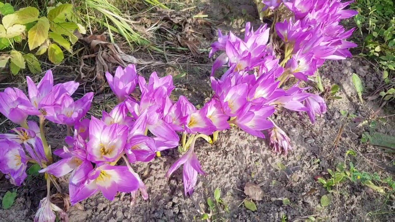 ВЛОГ/Завтрак, варю кофе в турке/Собрали урожай... смотреть онлайн