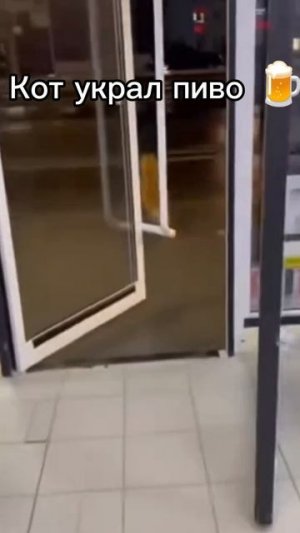 Кот украл пиво 🍺