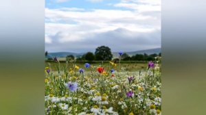 Родные просторы