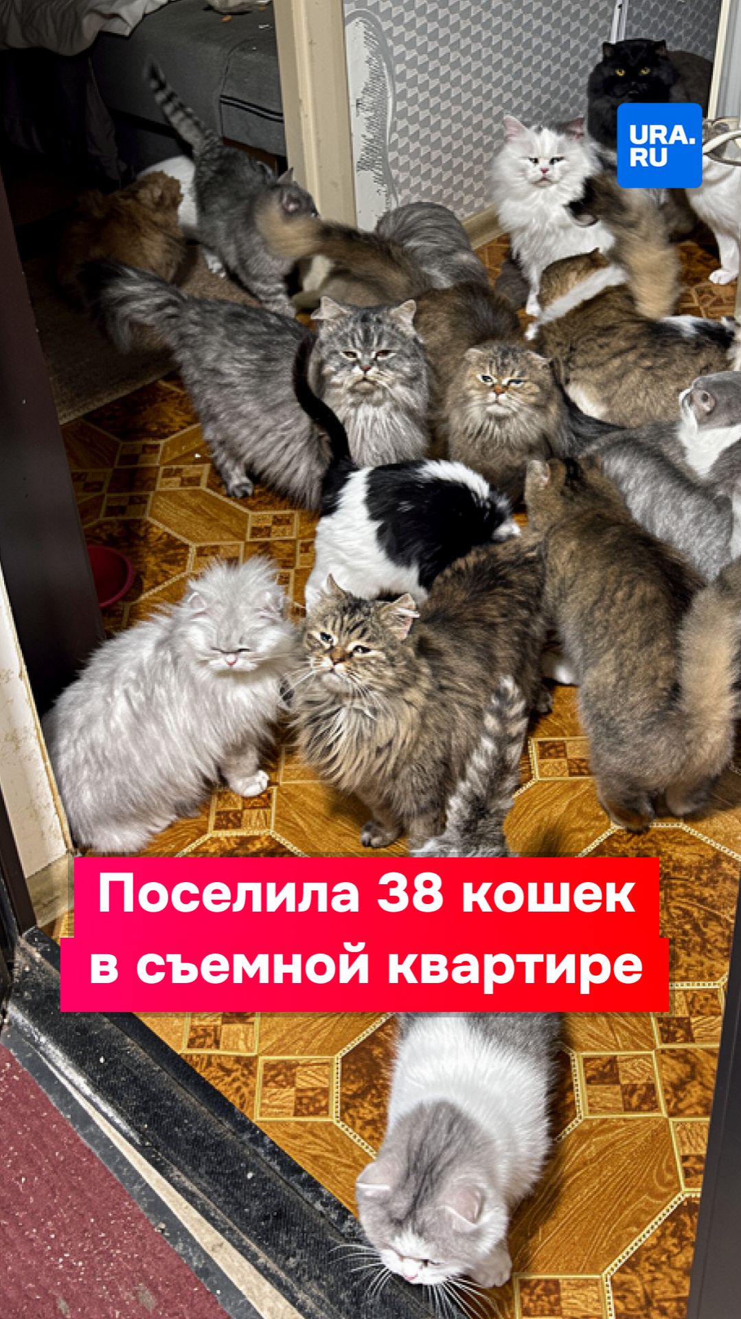 38 больных кошек, трупы в холодильнике и убитый ремонт смотреть онлайн