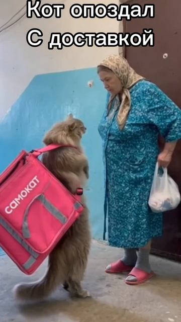 Кот опоздал с доставкой