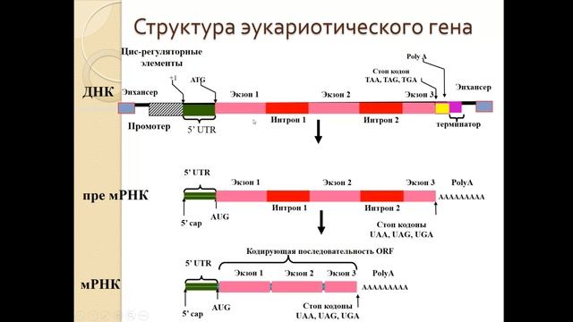 Модуль 2 - Видеолекция 2 по теме 1 смотреть онлайн