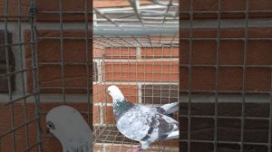 чильки продажа