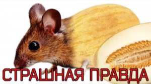 Страшная правда 3