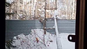 вечереет в вольном диком зоопарке