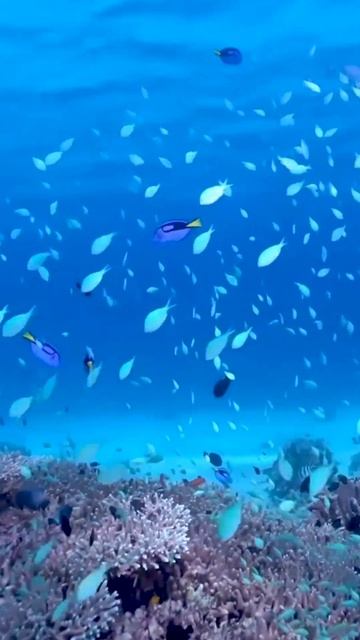 рыбка дори из немо