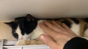 Трудно заработать доверие бывшебездомной кошки.