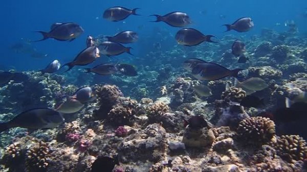 у внешнего рифа Gebel El Rosas