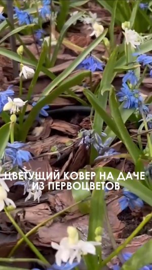 Цветущий ковер на даче из первоцветов весной. Плотность посадки