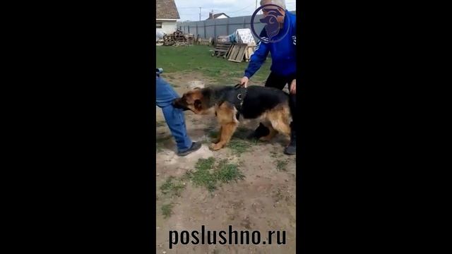 Кинолог Игорь Алтайский. Школа poslushno.ru