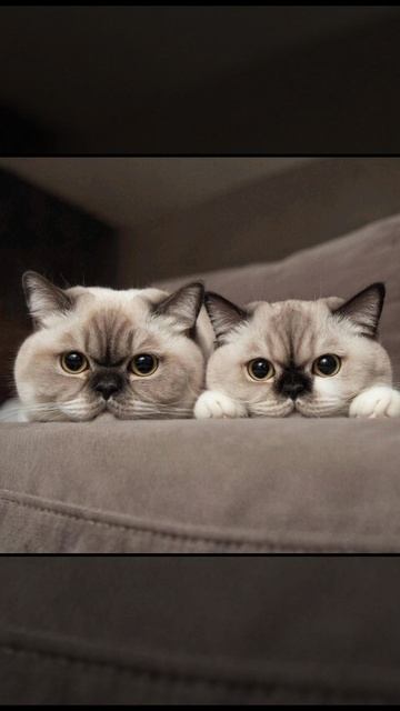 милые котики