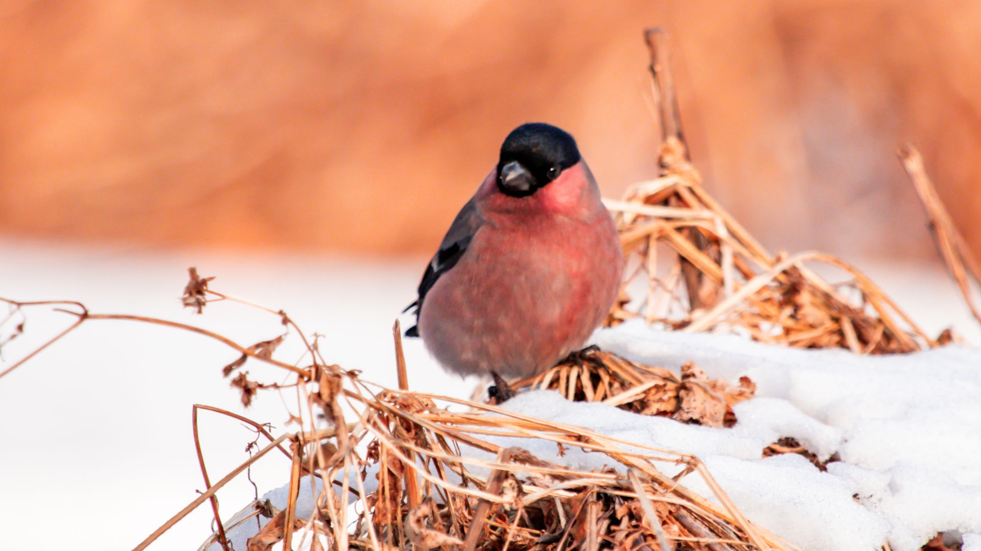 Снегири в Находке