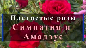 Плетистые розы Симпатия и Амадэус