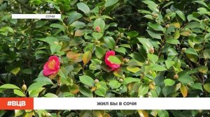 Жил бы в Сочи / В центре внимания - 17 (30.01.2026)