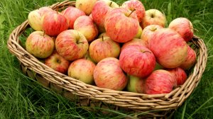 СБОР ДО ПОСЛЕДНЕГО ЯБЛОКА