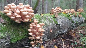 ОПЯТА ПОШЛИ ! ГРИБНИКИ ЗАПОЛОНИЛИ ЛЕСА !