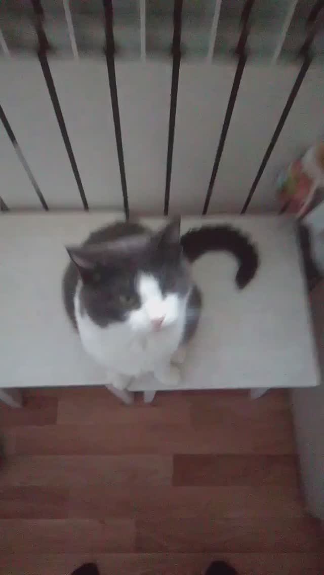 Деревня кошка Фрося Горячая штучка