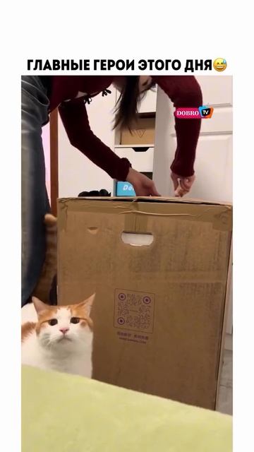 Неожиданный гость в кадре смотреть онлайн