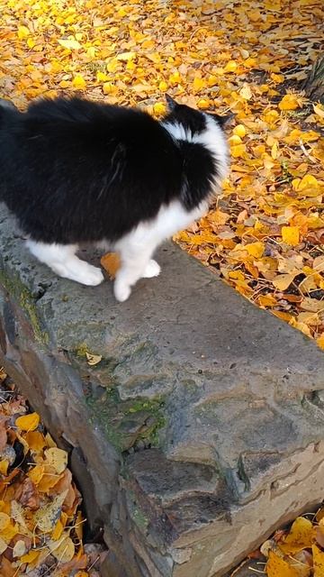 Из осенних зарисовок...