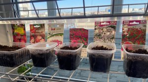 Всходы петунии Тайдал и земляники Флориан.