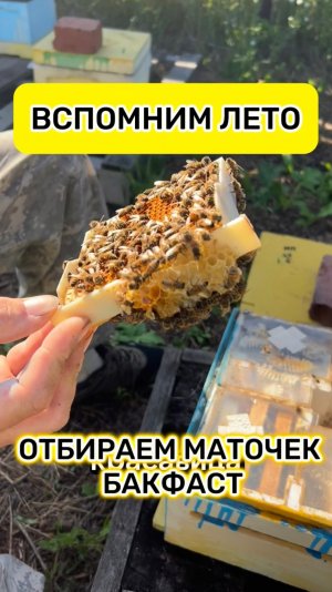 Отбираем маточек Бакфаст. Вспоминаем лето