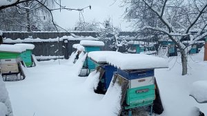 Состояние Моей Пасеки на 31.12.2025 года