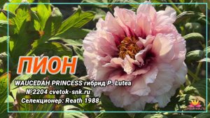 ПИОН "WAUCEDAH PRINCESS"/Сад Ворошиловой