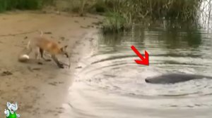 Это Попало На Камеру! Редкие Кадры с Животными Что Взорвали Интернет