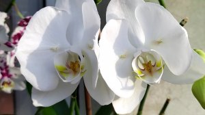 Домашние цветение орхидей. Орхидеи Бабочки.