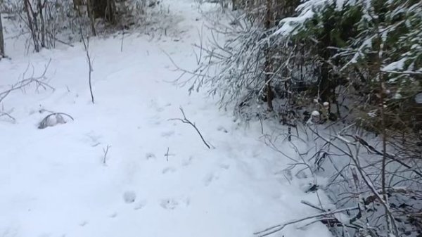 проверка капканов. первые сработки ,первые трофеи в сезоне (не нужные) ))))