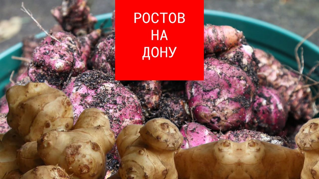 Топинамбур для посадки. Сортовые клубни. Ростов-на-Дону. Россия