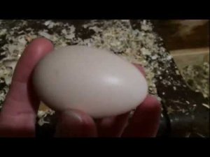 Мои любимые курочки занеслись!/Взвешиваю первые яйца наших Silkie/Жизнь в деревне