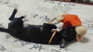 Чишка сошёл с ума