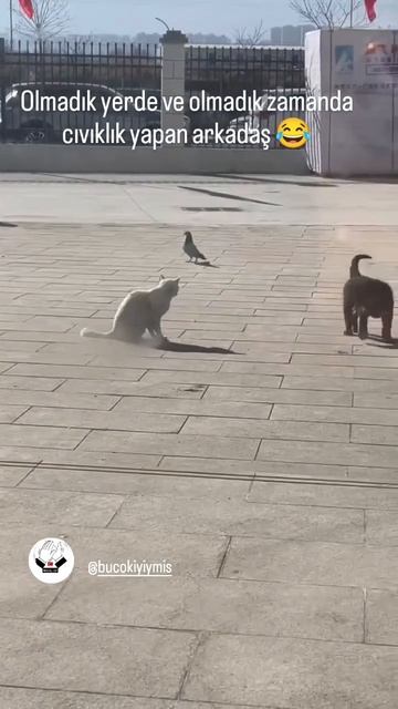 Собака - лучший друг голубя смотреть онлайн