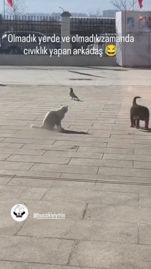 Собака - лучший друг голубя